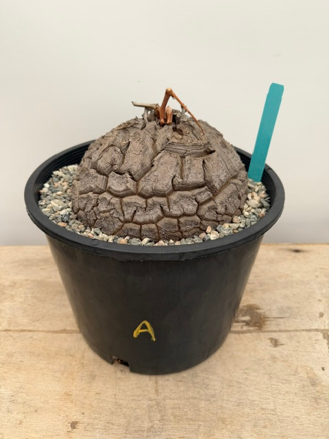 Dioscorea for sale — seed-grown specimens · Botanic Wonders