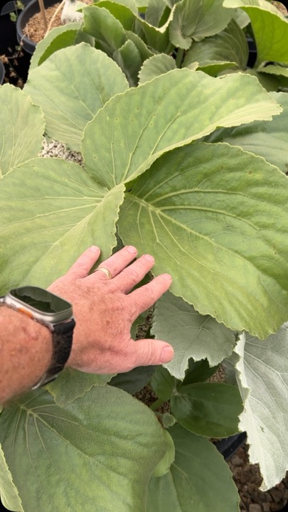 Cyphostemma currorii looking amazing in the Greenhouse here at Botanic Wonders!…