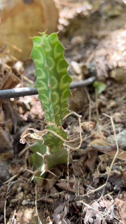 While cleaning up the landscape I discovered these Euphorbia pseudocactus…