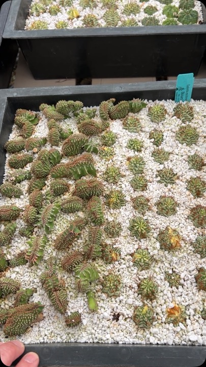 Took various cuttings about a month or two ago and placed them in pure perlite…