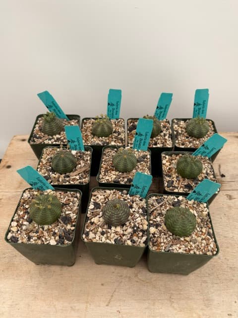 Euphorbia