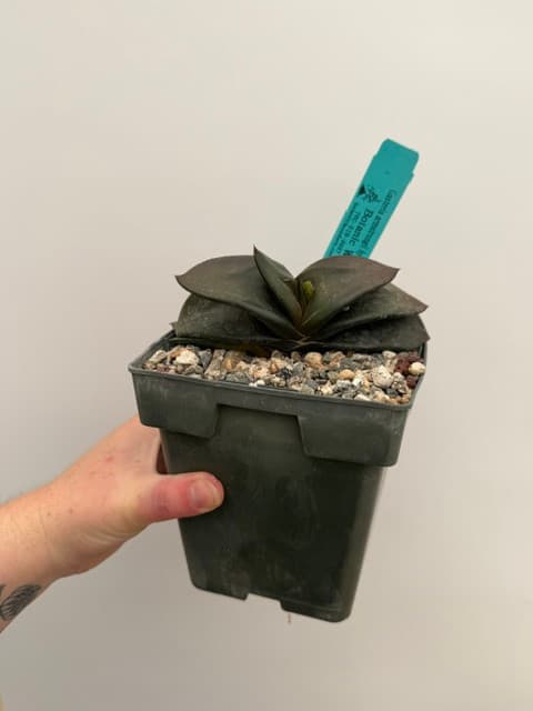 Gasteria & Aloe