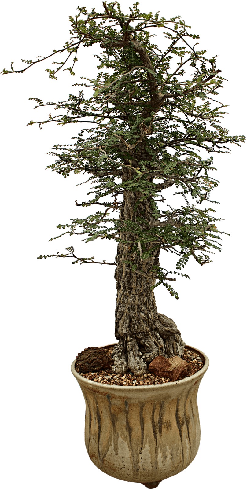 Seed-grown Operculicarya bonsai in a ceramic pot