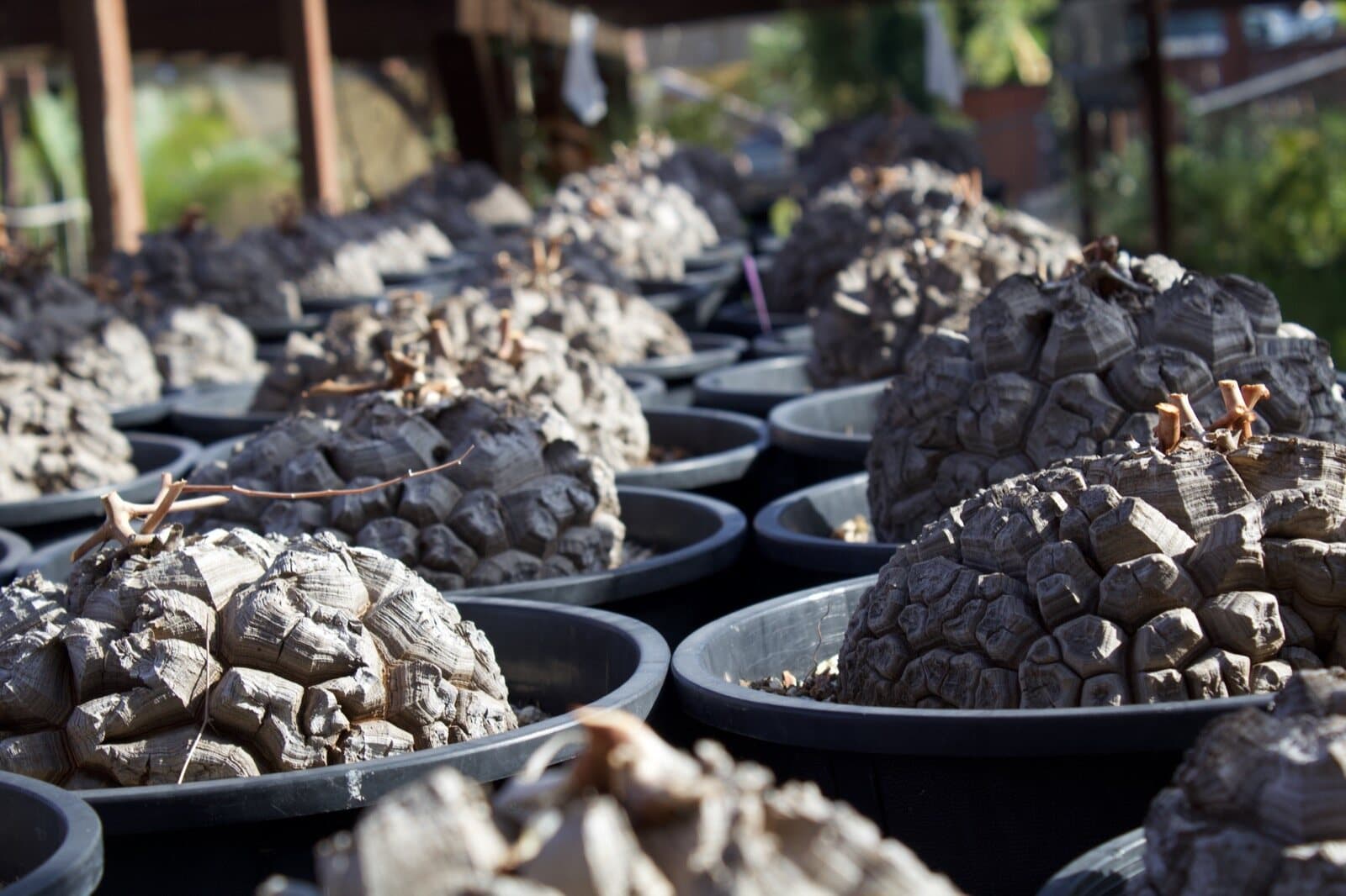 Rows of Dioscorea elephantipes caudices on the nursery benches