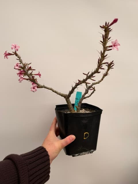 The trickiest caudiciform.