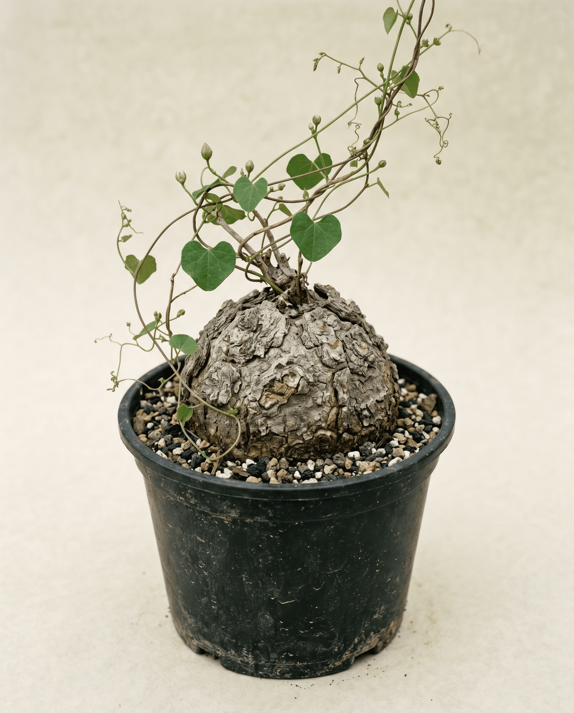 Caudiciforms