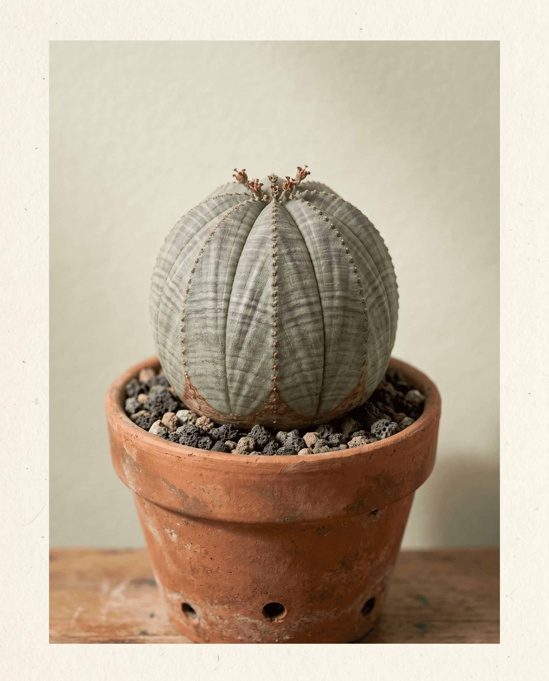 Euphorbia