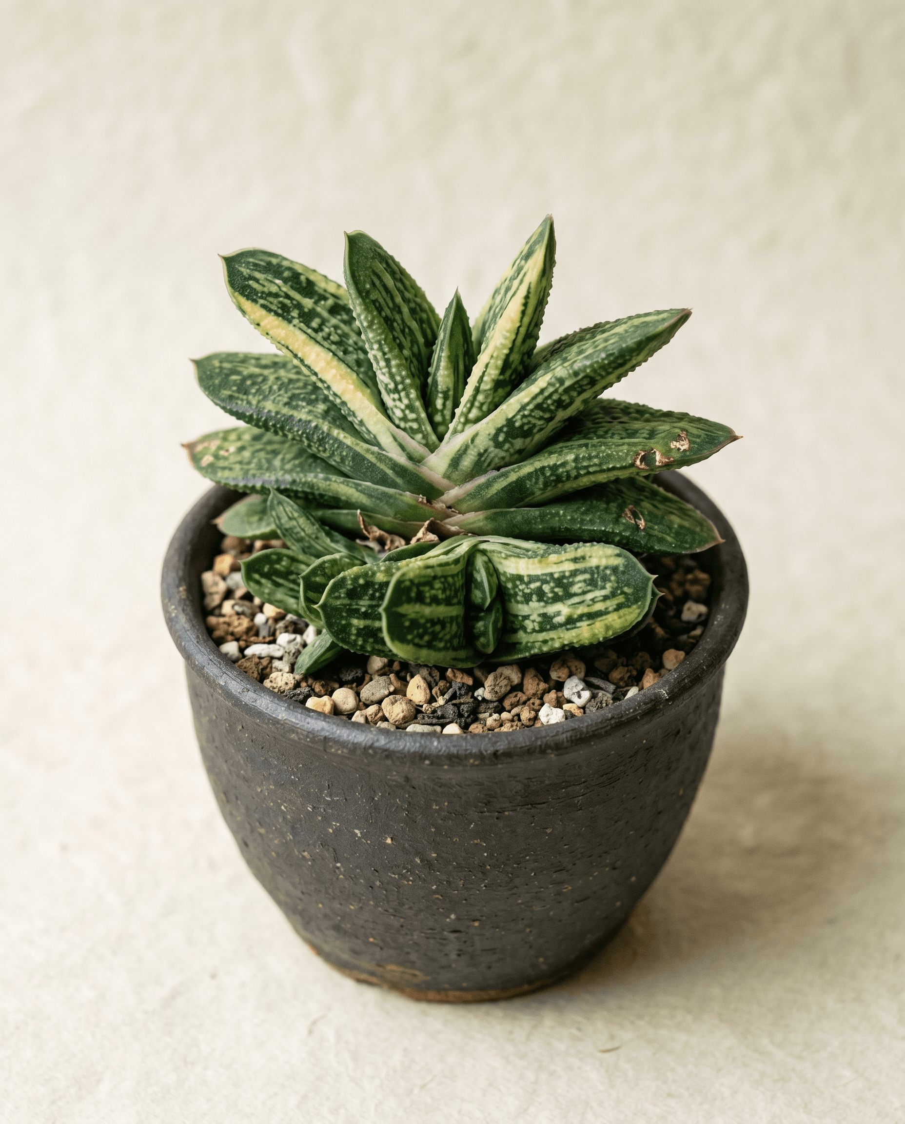 Gasteria & Aloe