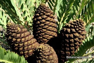 Cycad Cones Their Beauty and Diversity