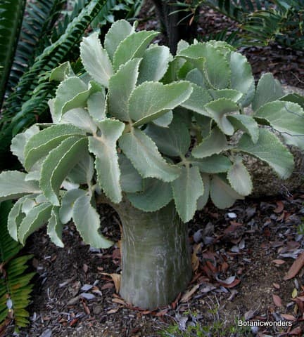 Cyphostemma juttae and Cyphostemma currorii