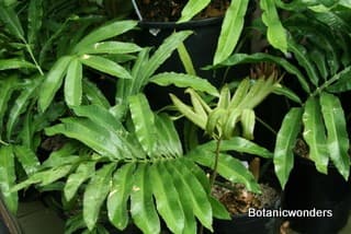 Stangeria eriopus