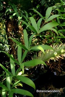 Ceratozamia hildae