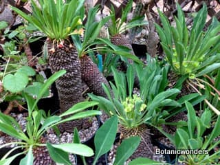 Growing Euphorbias