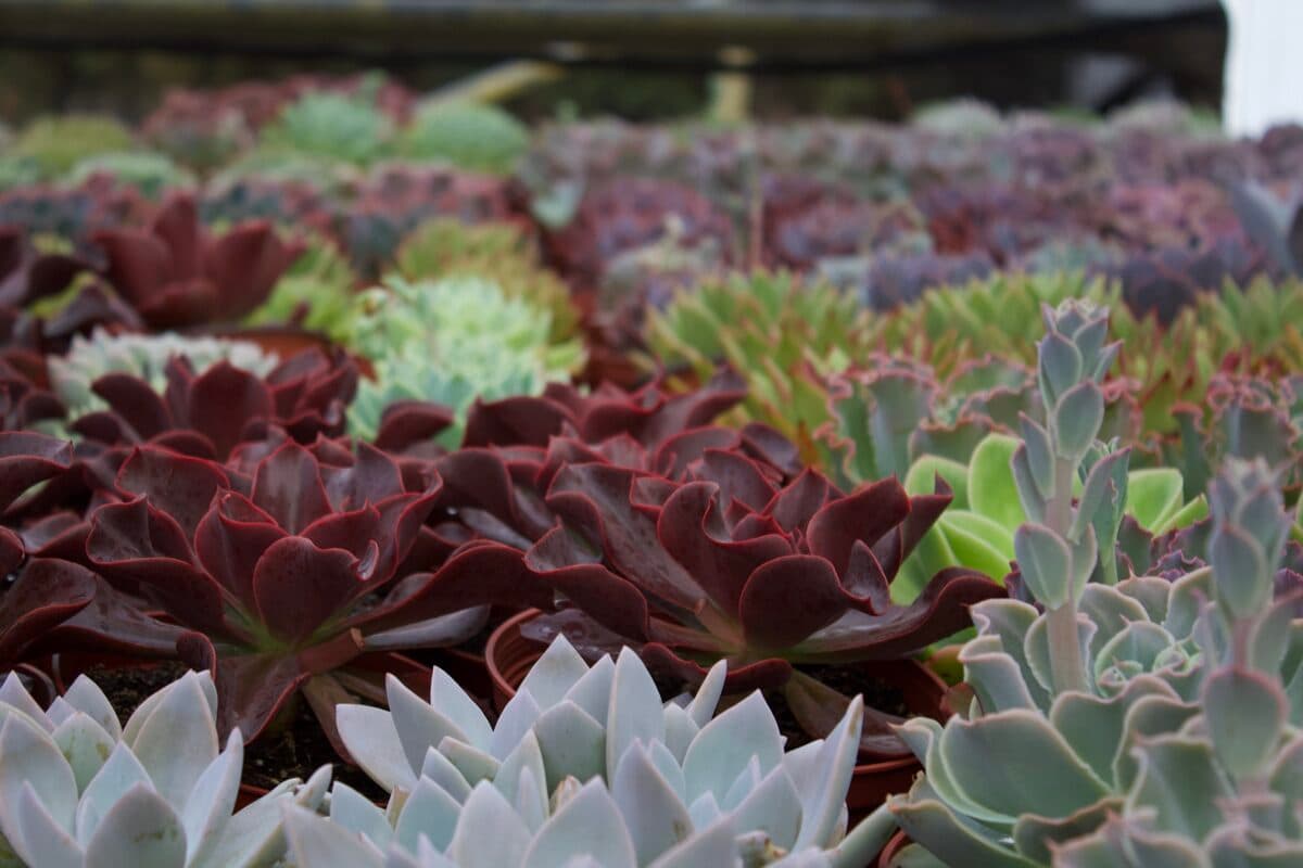Bench rows of succulents in the greenhouse