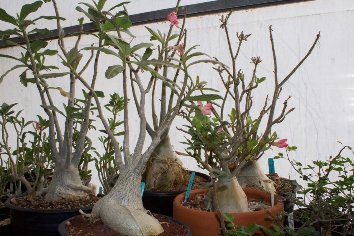 Adeniums on the bench