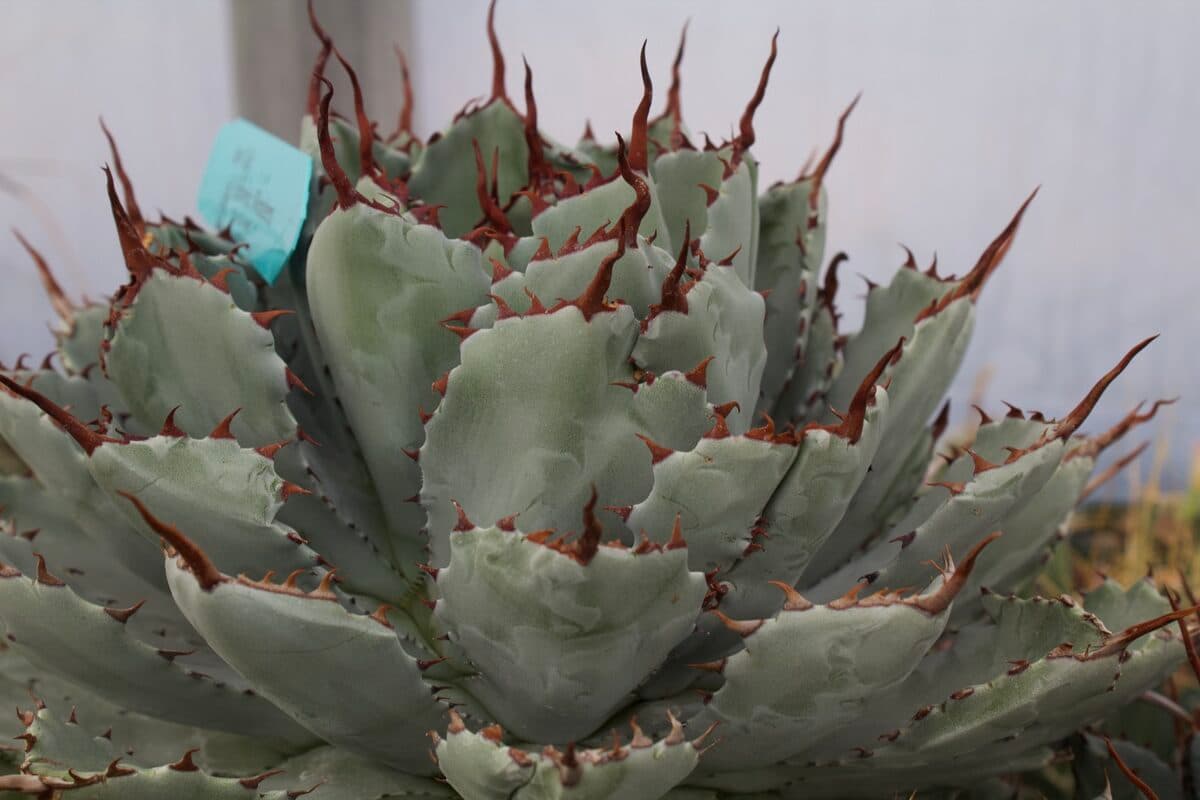Agave rosette