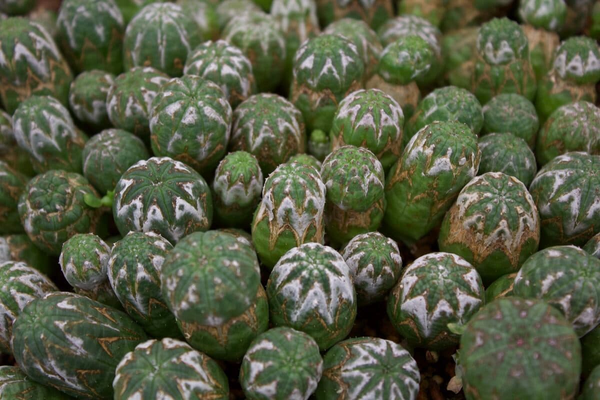 Flats of seed-grown haworthias