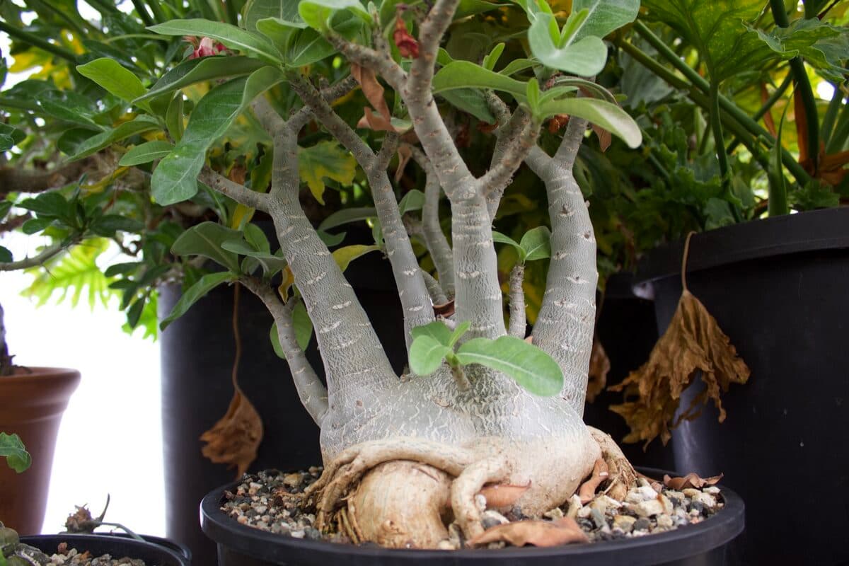 Adenium caudex